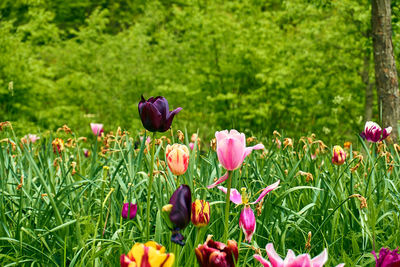 Close-up of tulips in field