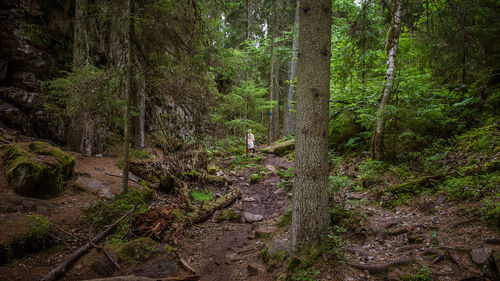 Trees and plants in forest