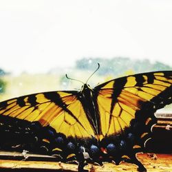 Close-up of butterfly