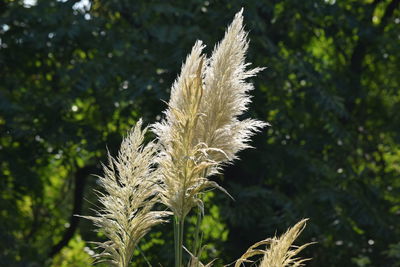 Close-up of plant growing on field