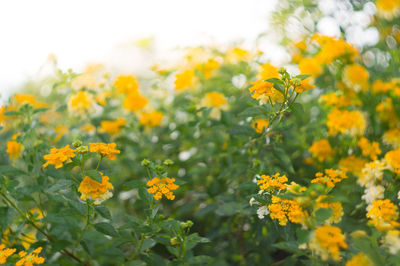 Close-up of yellow flowering plants on field