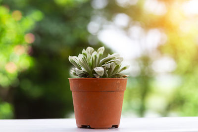 Close-up of potted plant on table