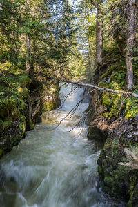 River flowing through forest