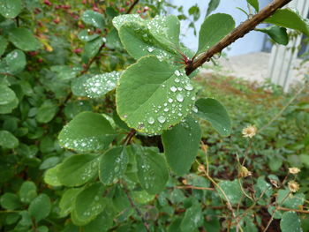 Close-up of wet plant leaves during rainy season