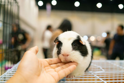 Close-up of hand holding hands