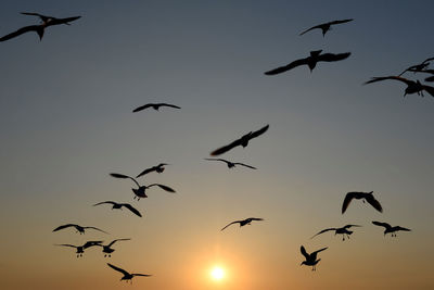 Low angle view of birds flying in sky