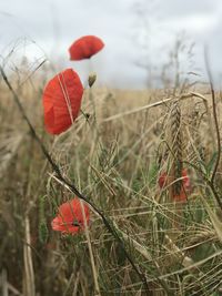 Close-up of red poppy on field