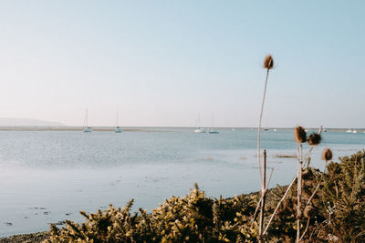 Scenic view of sea against clear sky