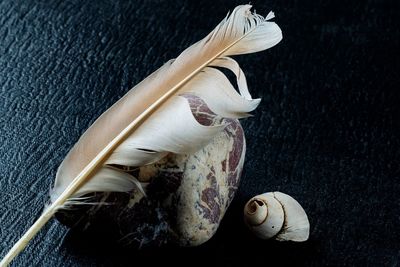 High angle view of shells on table