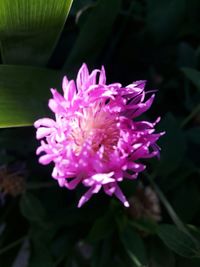 Close-up of flower blooming outdoors