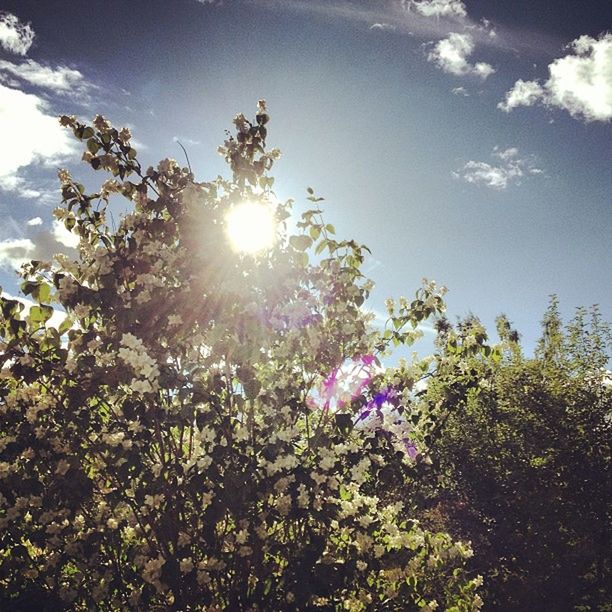 sun, growth, sunbeam, sunlight, sky, tree, lens flare, flower, low angle view, beauty in nature, nature, freshness, sunny, plant, tranquility, fragility, day, bright, blue, outdoors