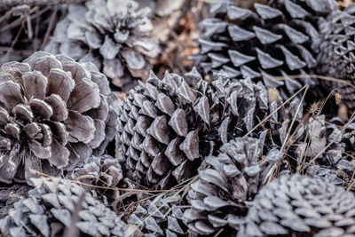 Close-up of pine cone on field