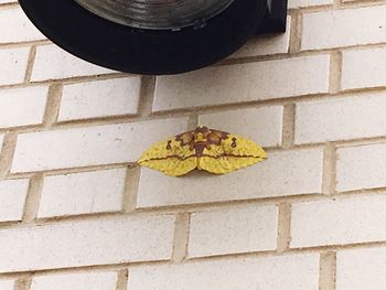 Close-up of butterfly on brick wall