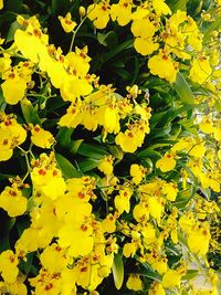 Close-up of yellow flowers