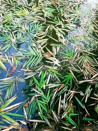 Full frame shot of plants