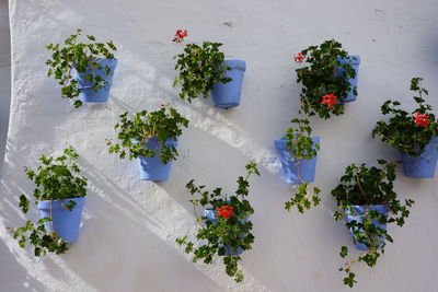 Pots of flowers on a white walwall