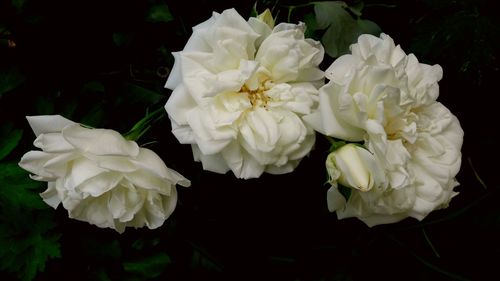 Close-up of white roses blooming against black background