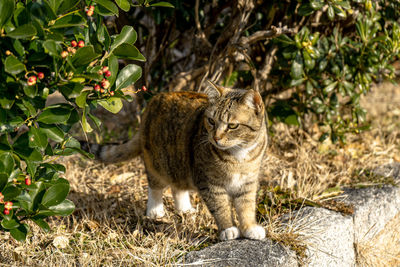 Cat standing in a field