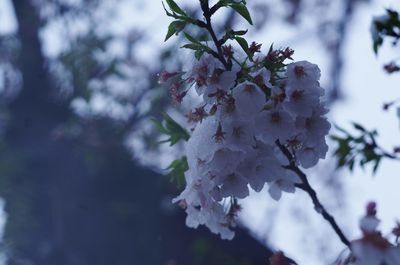 Close-up of white cherry blossom tree