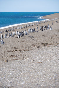 Flock of seagulls on beach