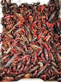 High angle view of fish in market