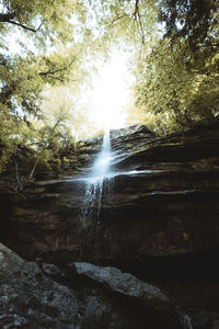 Sunlight streaming through trees in forest