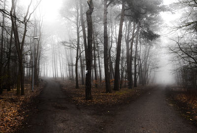 Trees in forest against sky