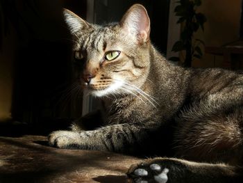 Close-up portrait of cat