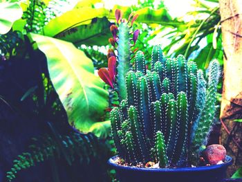 Close-up of succulent plant