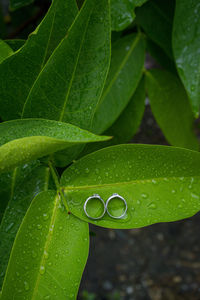 Close-up of wet green leaves during rainy season
