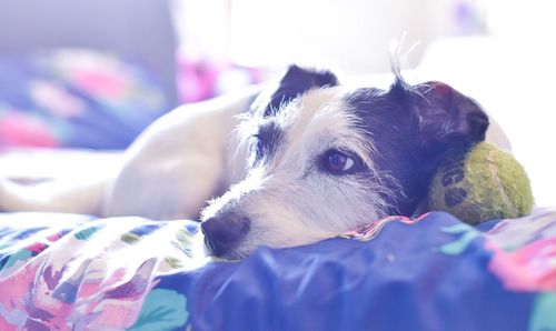 Close-up portrait of dog relaxing on bed at home