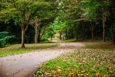 Road amidst trees in park