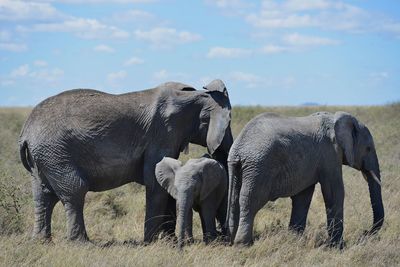 View of elephant on field against sky