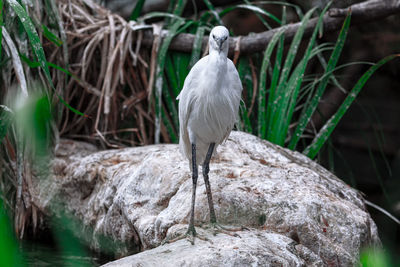 Little egret bird . white bird on the rock