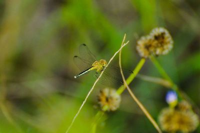 Close-up of insect on plant