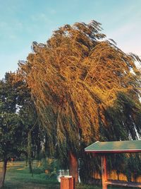 Trees against sky