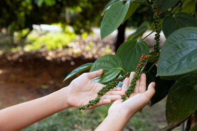 Midsection of person holding leaves