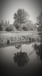 Tree by lake against sky