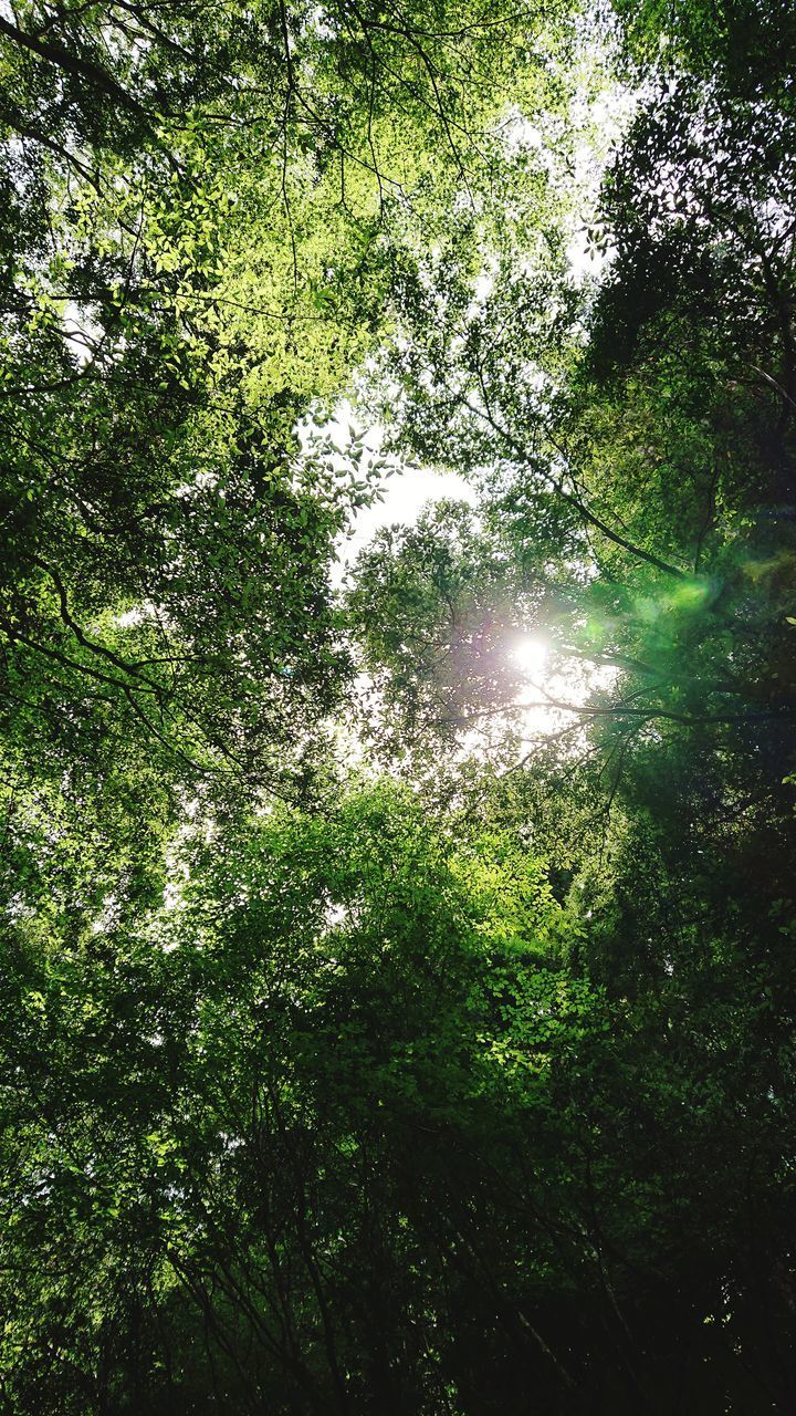 TREES AND PLANTS IN FOREST