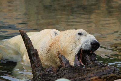 Close-up of sheep in water