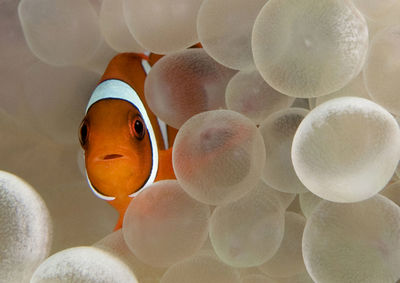 Close-up of fish in sea