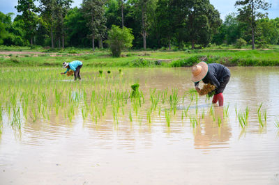 Man with umbrella while standing in farm