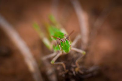 Close-up of insect