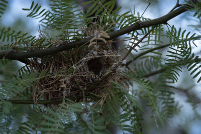 Close-up of pine tree branch