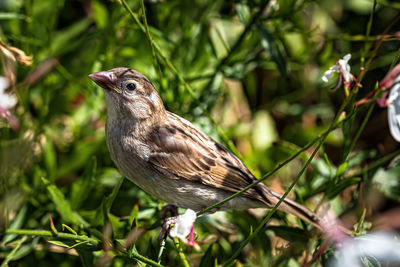 Close-up of bird perching on plant