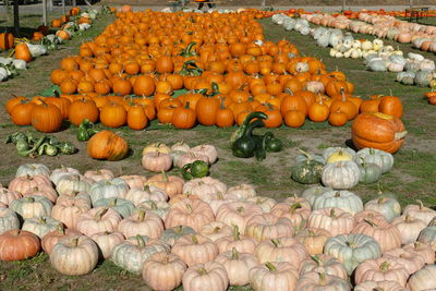 Pumpkins for sale at market stall