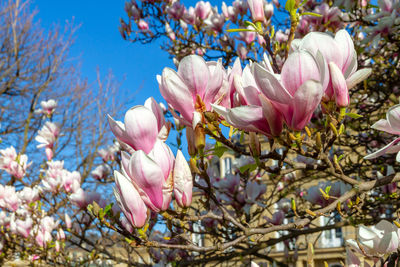 Close-up of pink cherry blossoms in spring