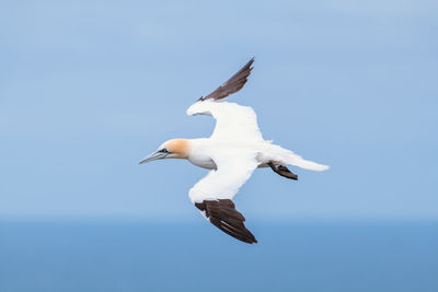 Low angle view of seagull flying