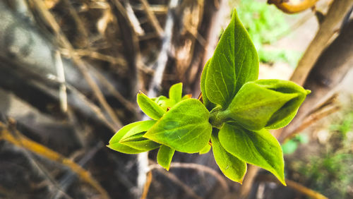 Close-up of green plant