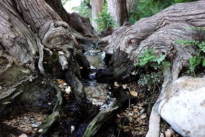 Close-up of tree trunk by rocks in forest